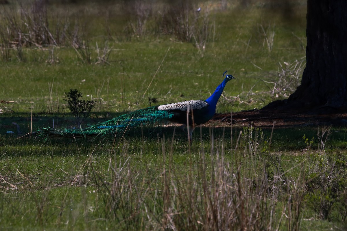 Indian Peafowl - ML642263426