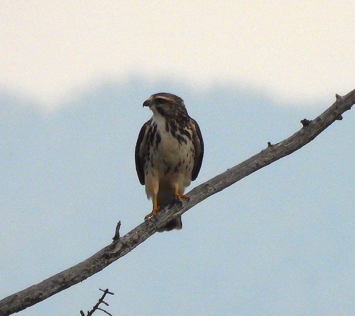 Broad-winged Hawk - ML642263434