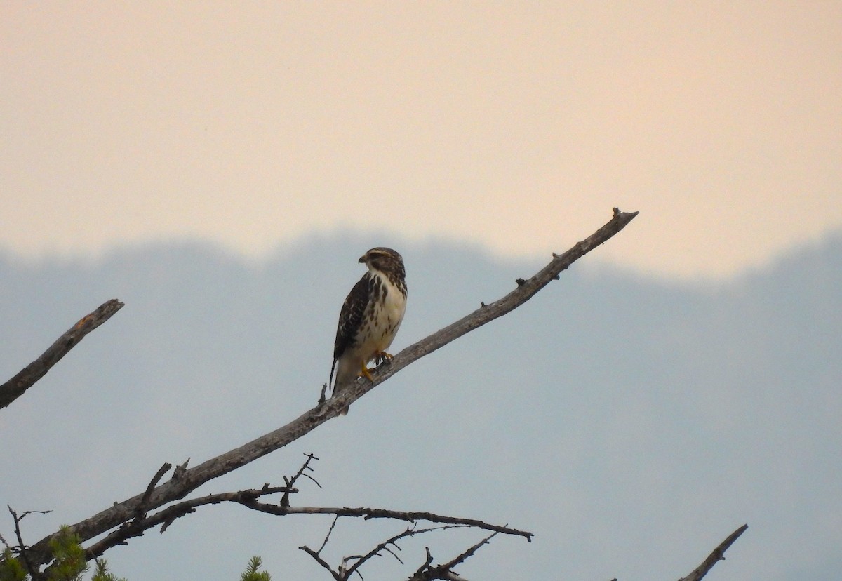 Broad-winged Hawk - ML642263435