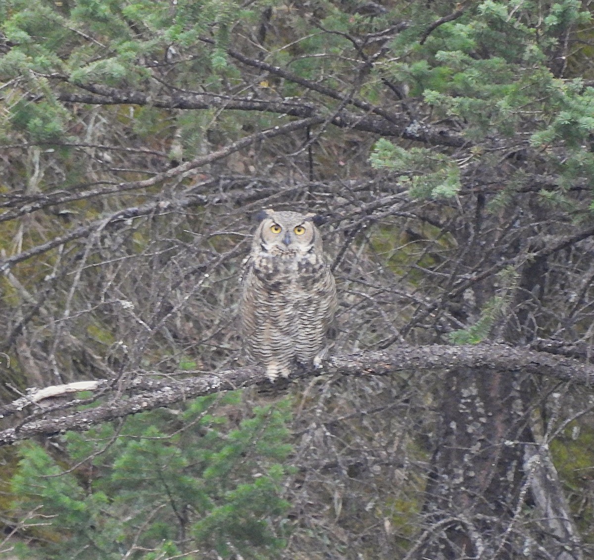 Great Horned Owl - ML642263436