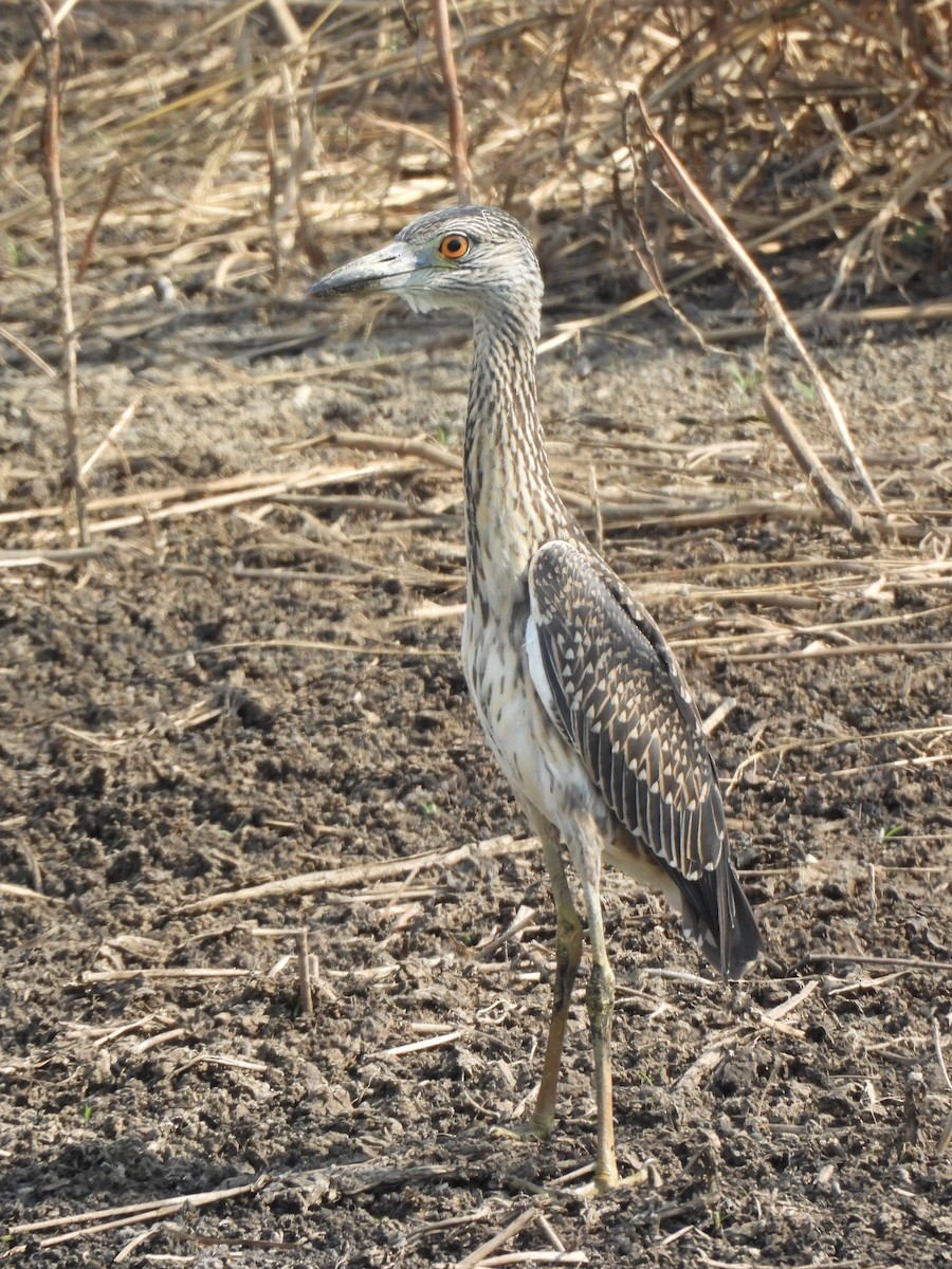 Yellow-crowned Night Heron - ML642263460
