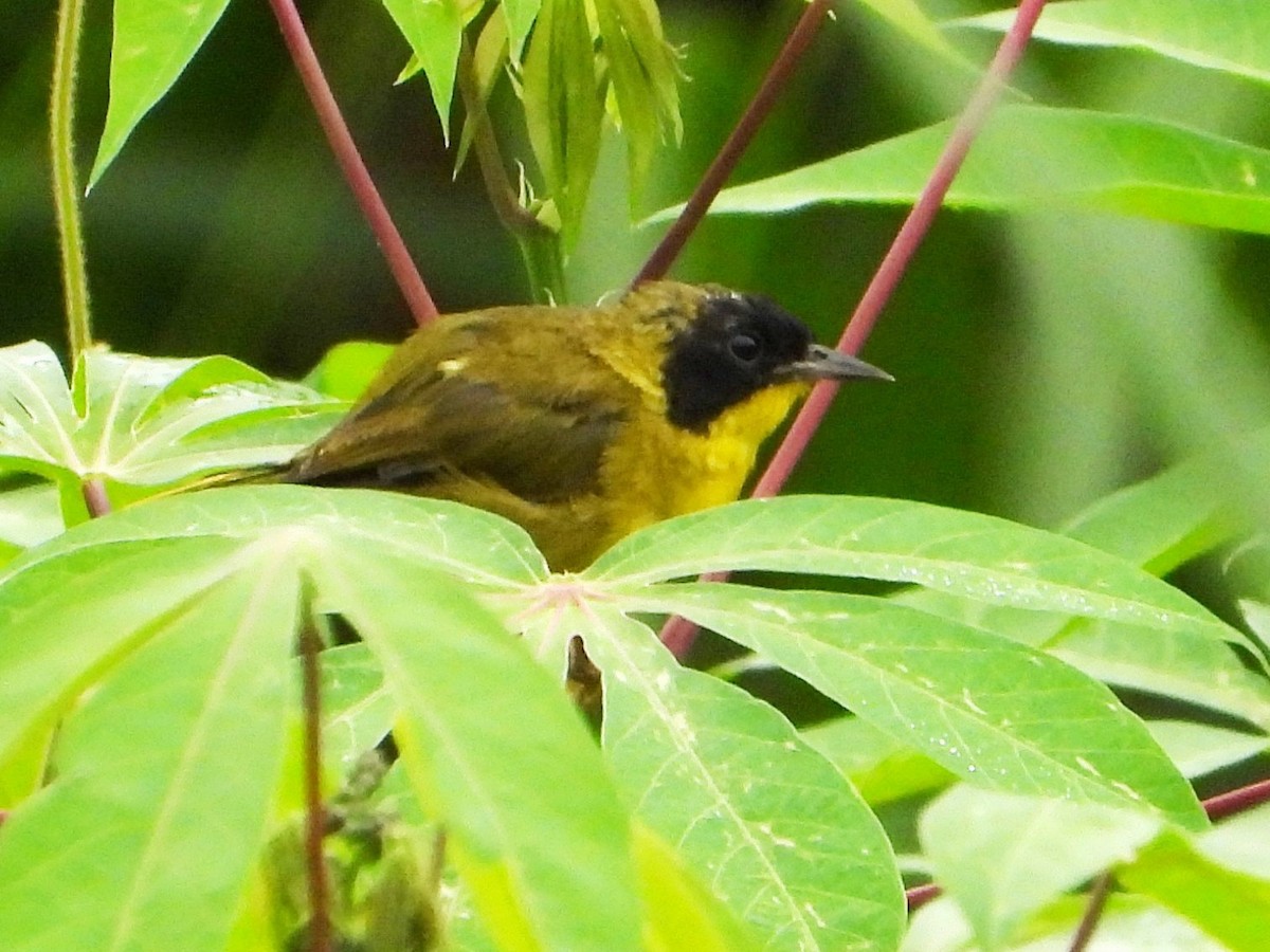 Olive-crowned Yellowthroat - ML642263491