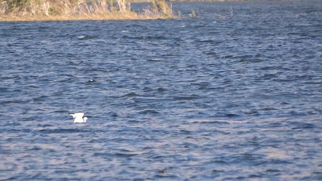 Sabine's Gull - ML642263497