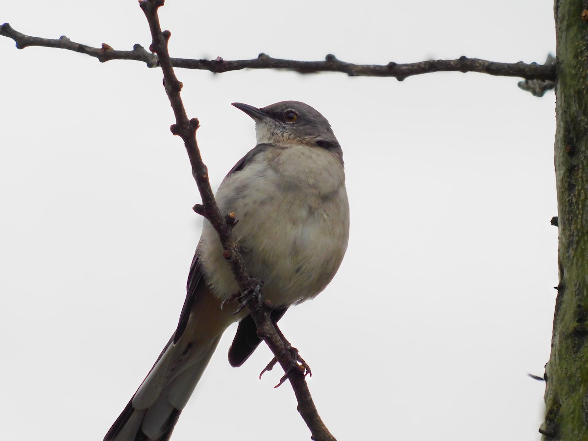 Northern Mockingbird - ML642263551