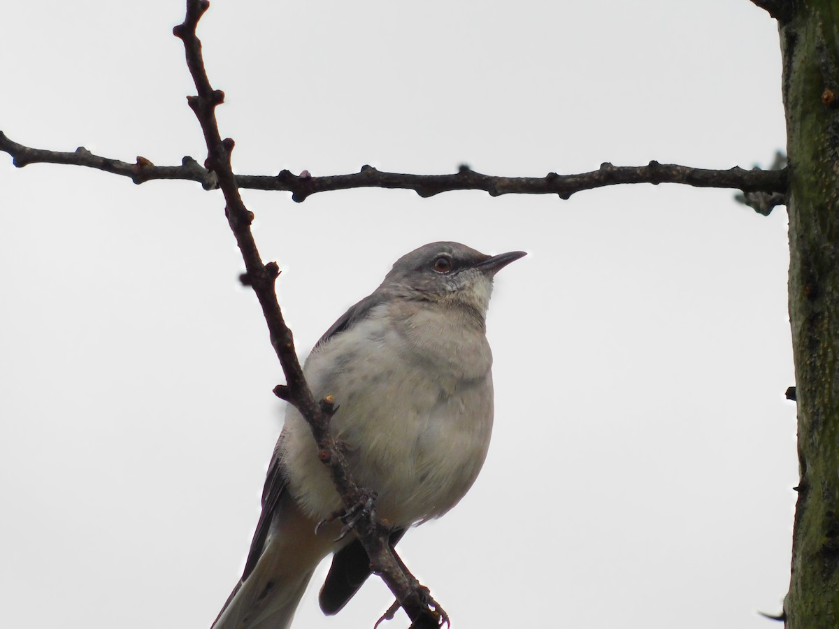 Northern Mockingbird - ML642263552