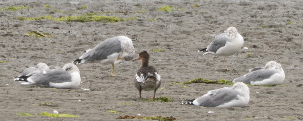 Red-breasted Merganser - ML642263580