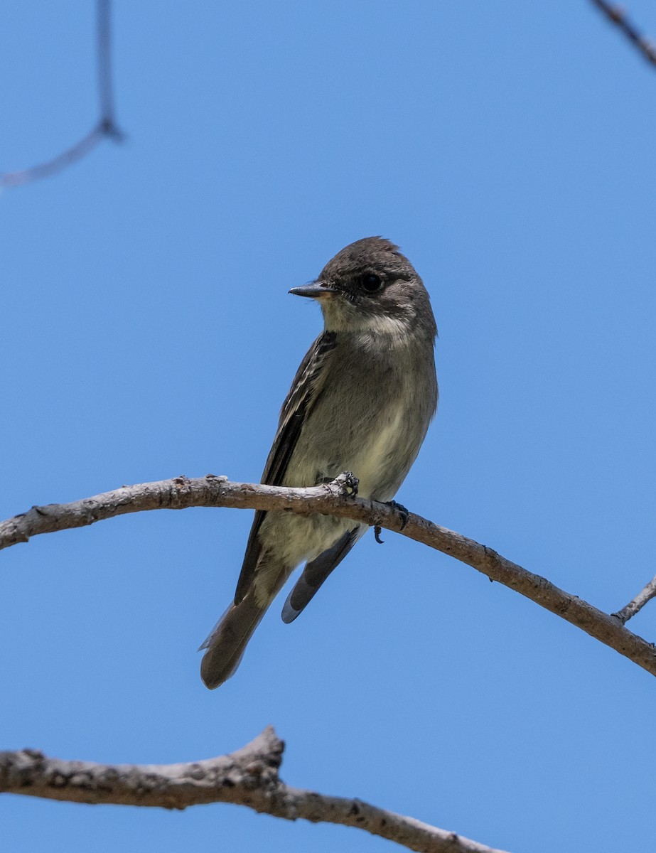 Western Wood-Pewee - ML642263582