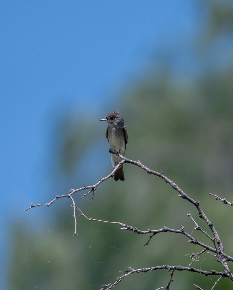 Western Wood-Pewee - ML642263583