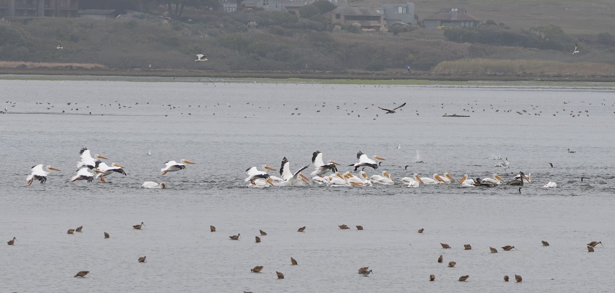 American White Pelican - ML642263590