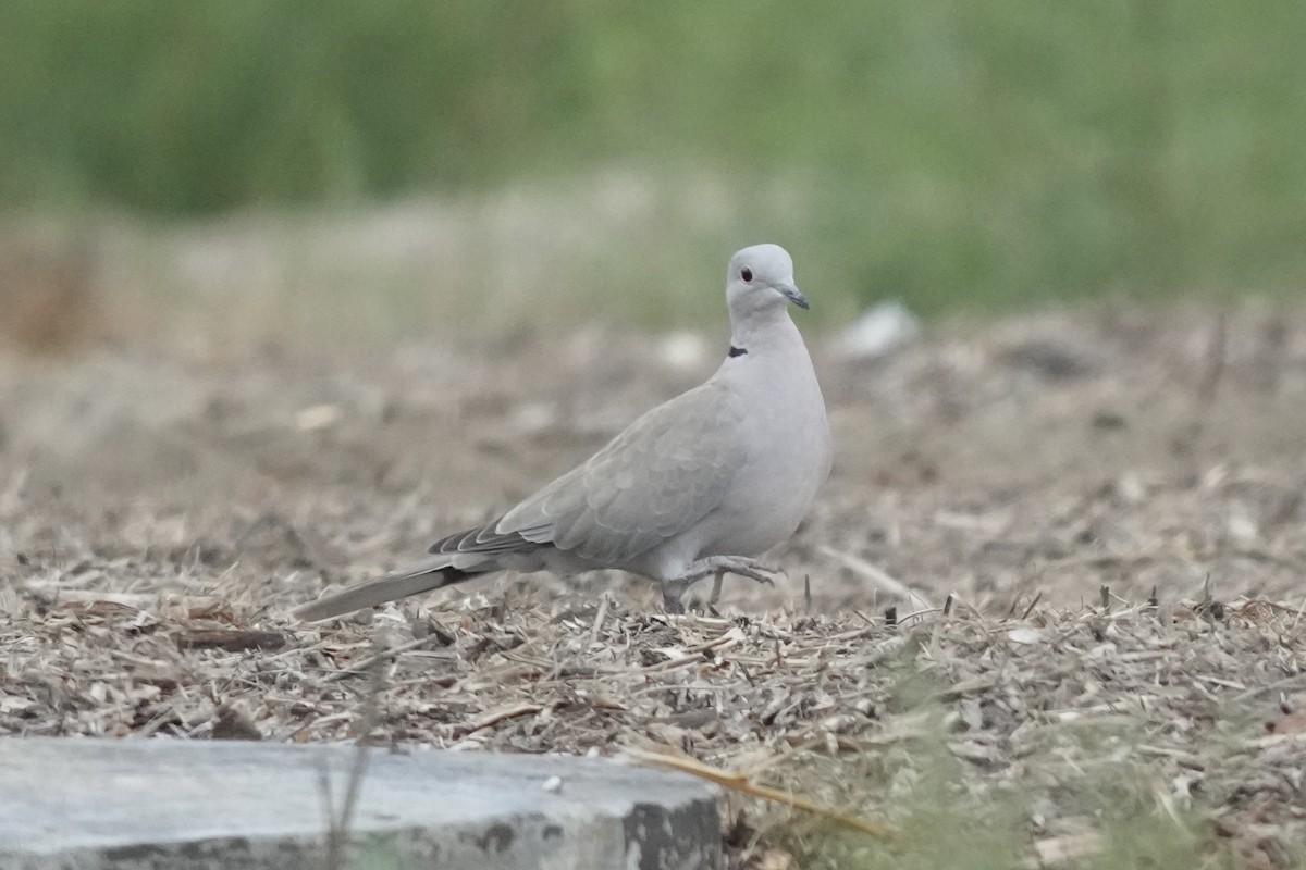 Eurasian Collared-Dove - ML642263594