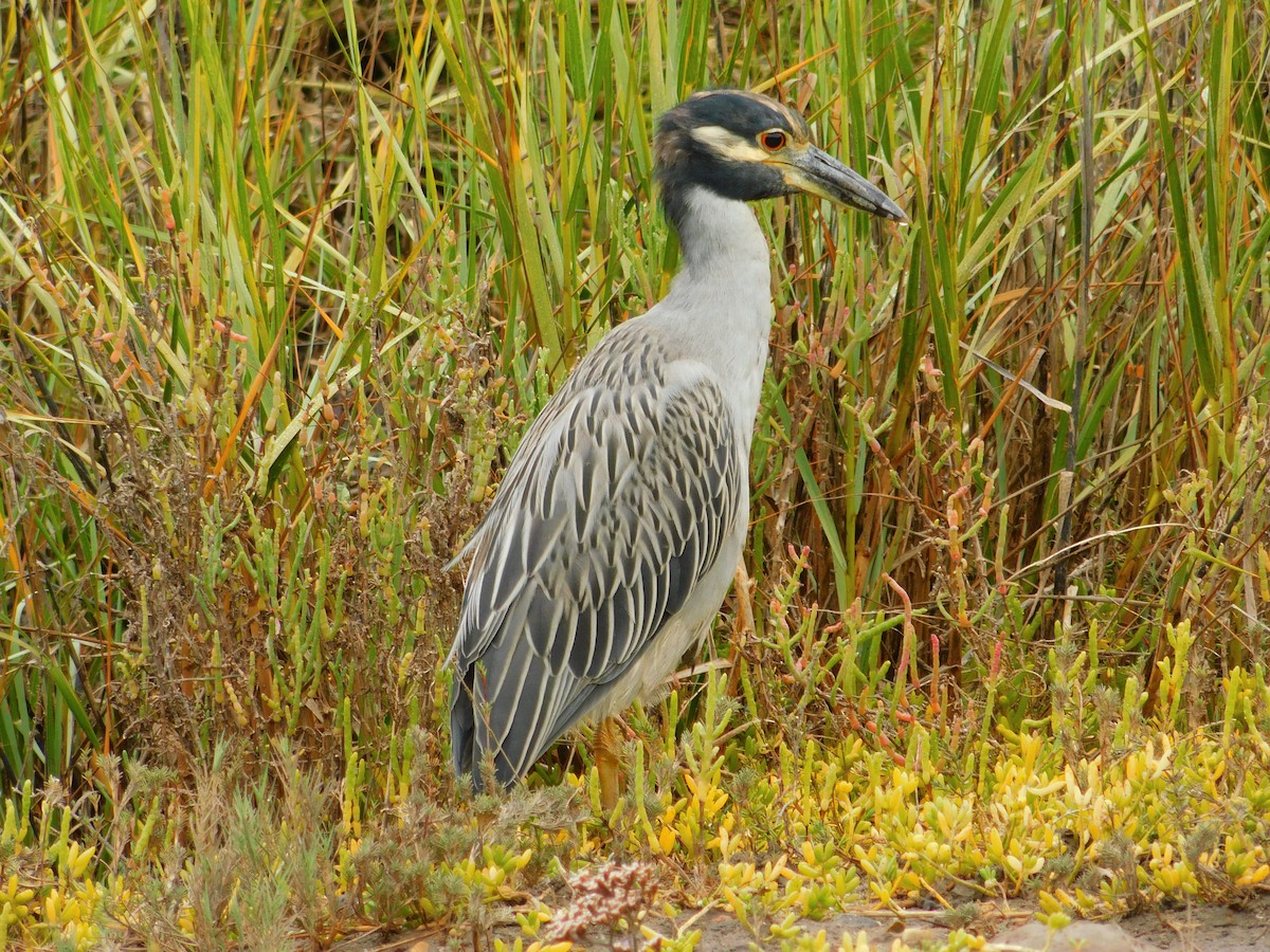 Yellow-crowned Night Heron - ML642263602
