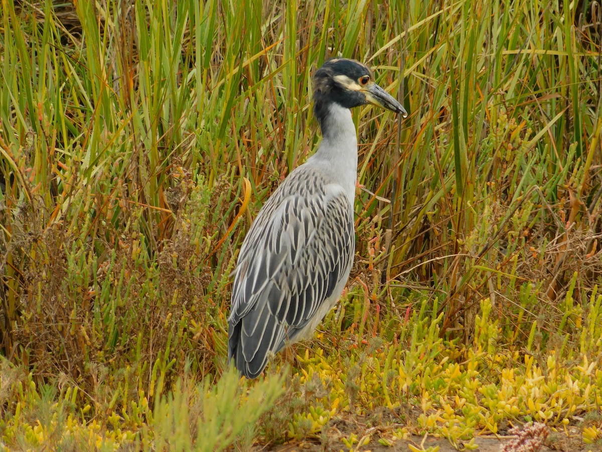 Yellow-crowned Night Heron - ML642263604