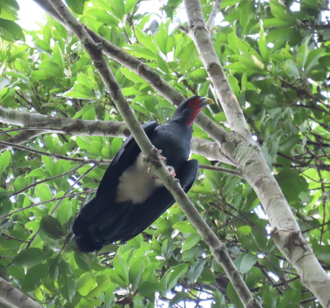 Red-throated Caracara - ML642263618