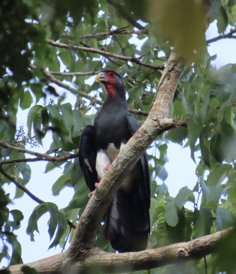 Red-throated Caracara - ML642263619