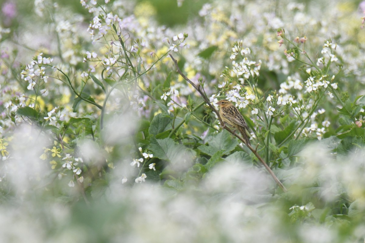 Bobolink - ML642263634