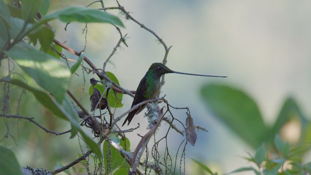 Sword-billed Hummingbird - ML642263639