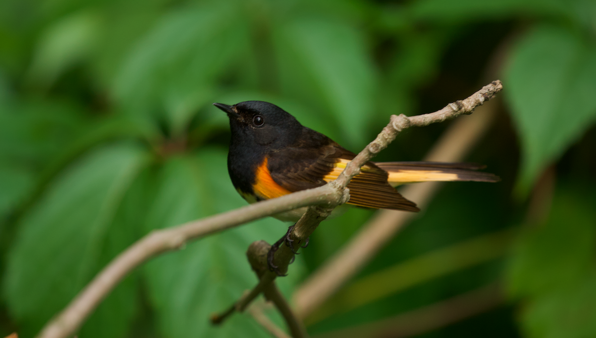 American Redstart - ML642263640