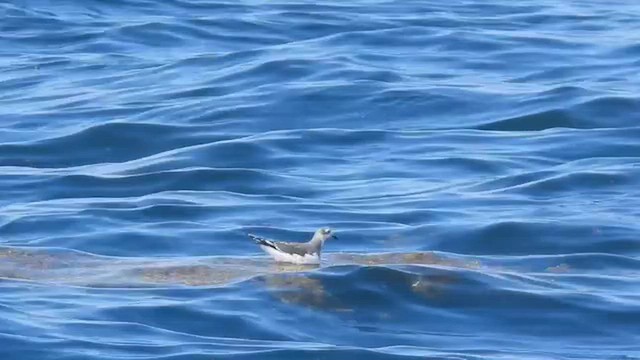 Sabine's Gull - ML642263641
