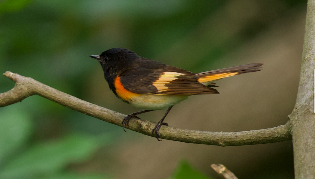 American Redstart - ML642263642
