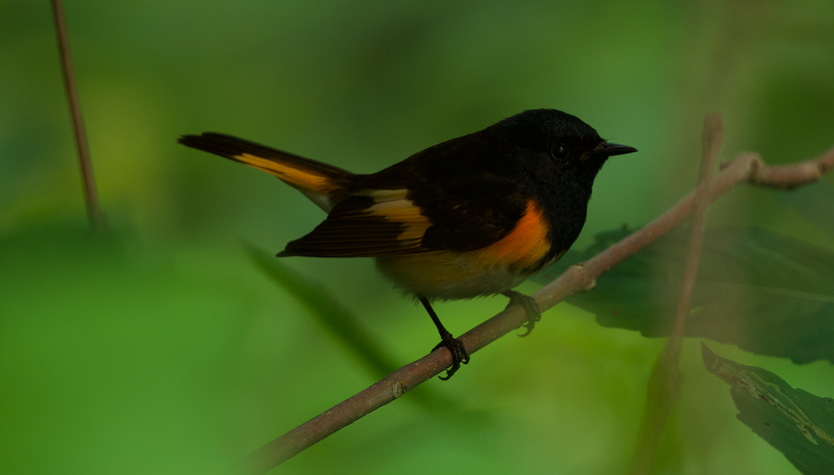 American Redstart - ML642263643