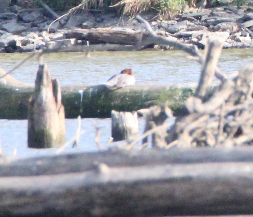Common Merganser - ML642263644