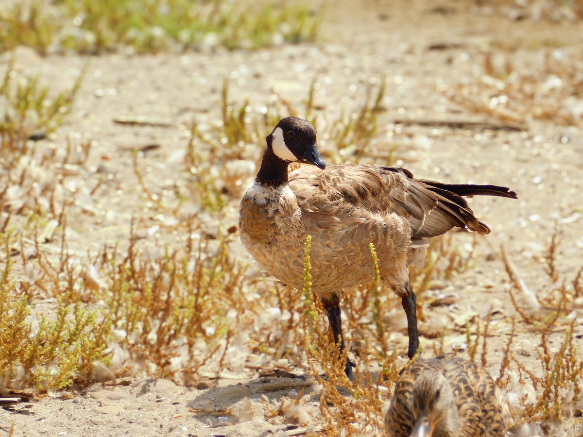 Cackling Goose - ML642263647