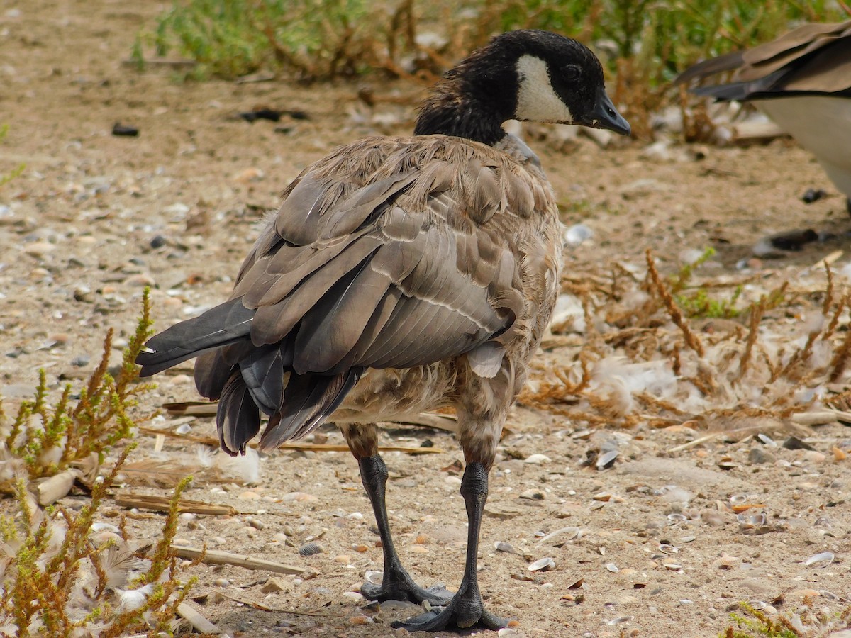 Cackling Goose - ML642263648