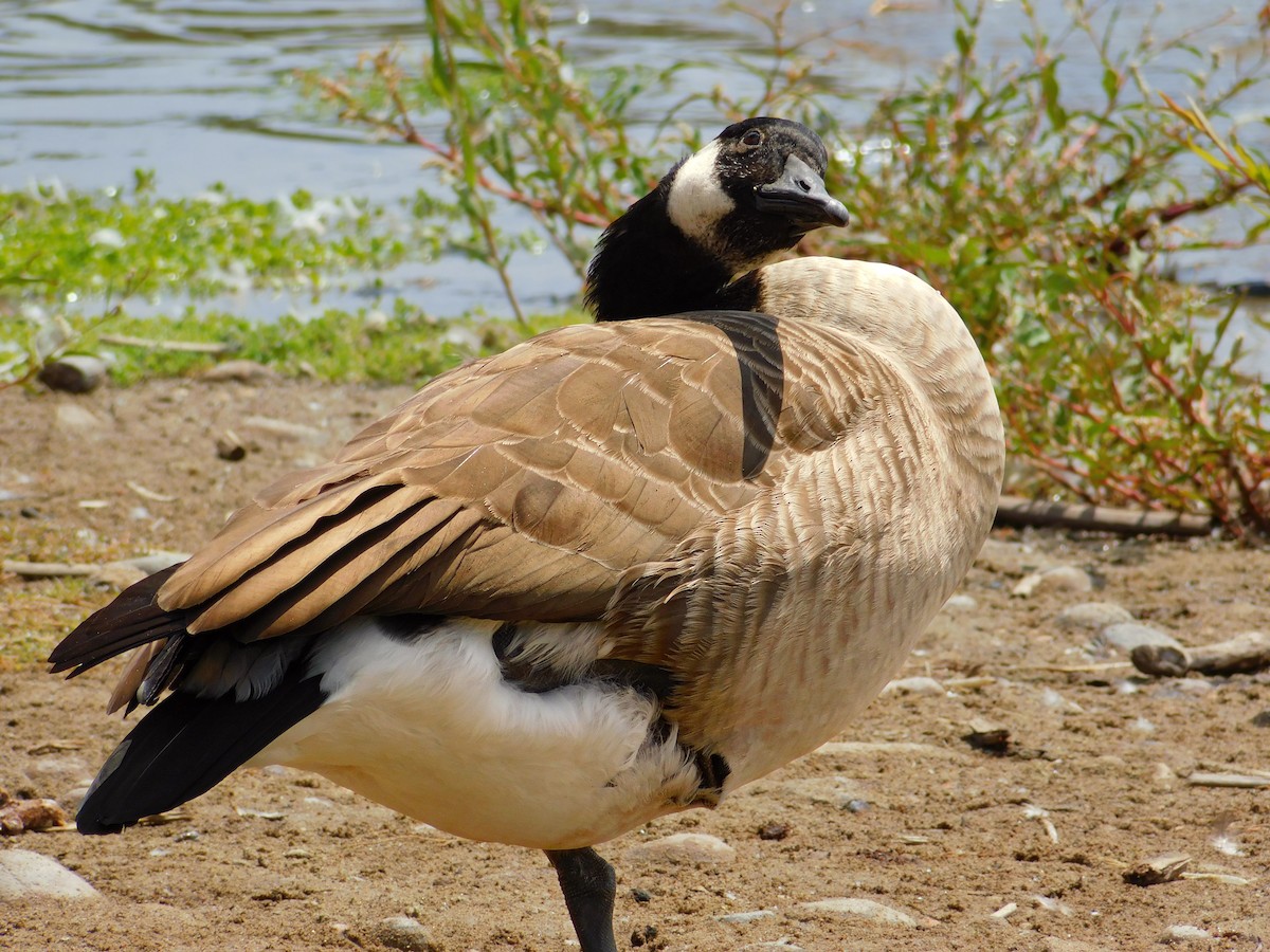 Canada Goose - ML642263653