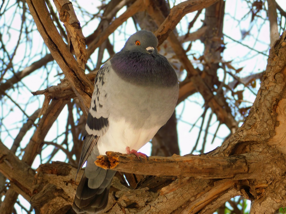 Rock Pigeon (Feral Pigeon) - ML642263654