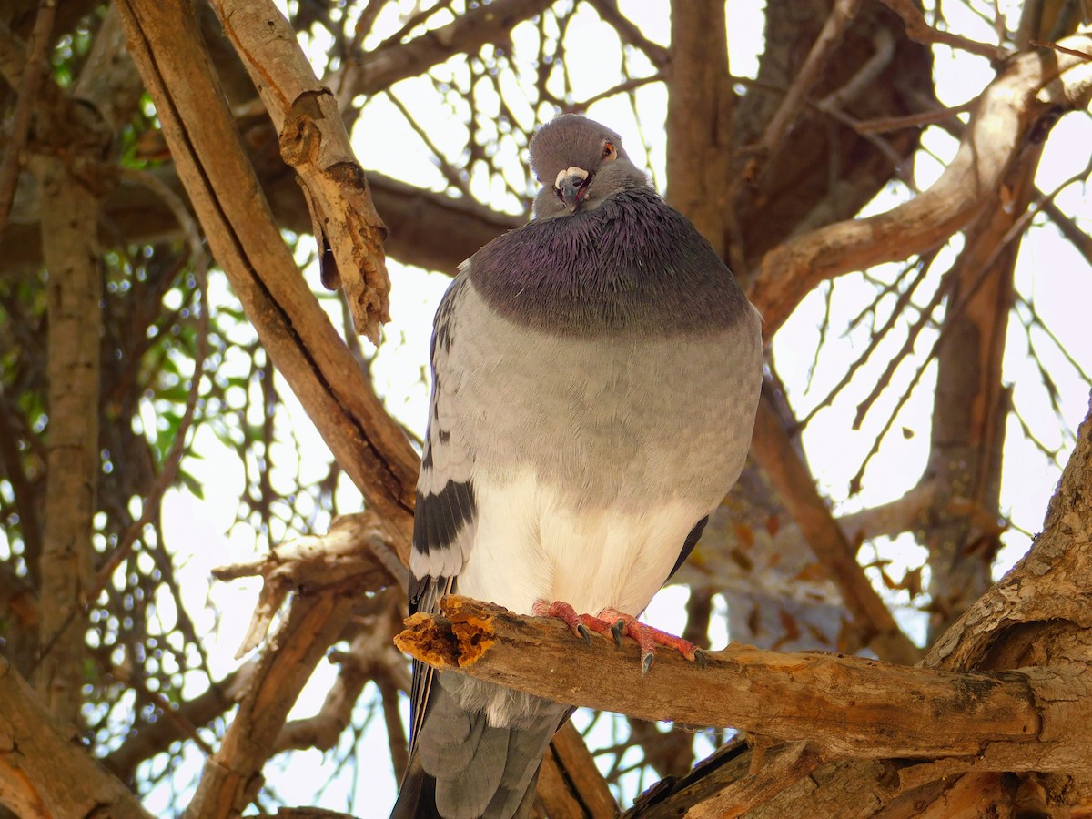 Rock Pigeon (Feral Pigeon) - ML642263655
