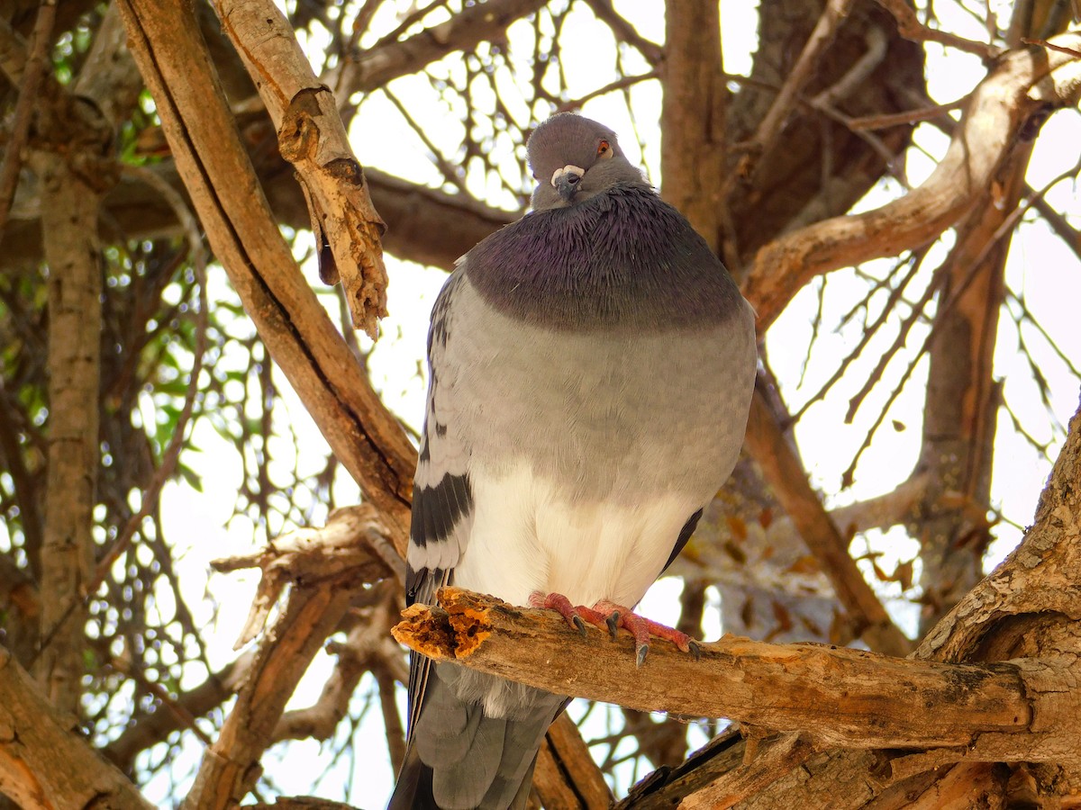 Rock Pigeon (Feral Pigeon) - ML642263657