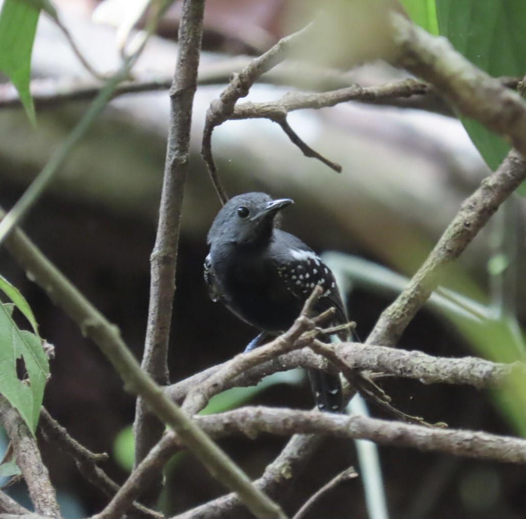 White-flanked Antwren - ML642263659
