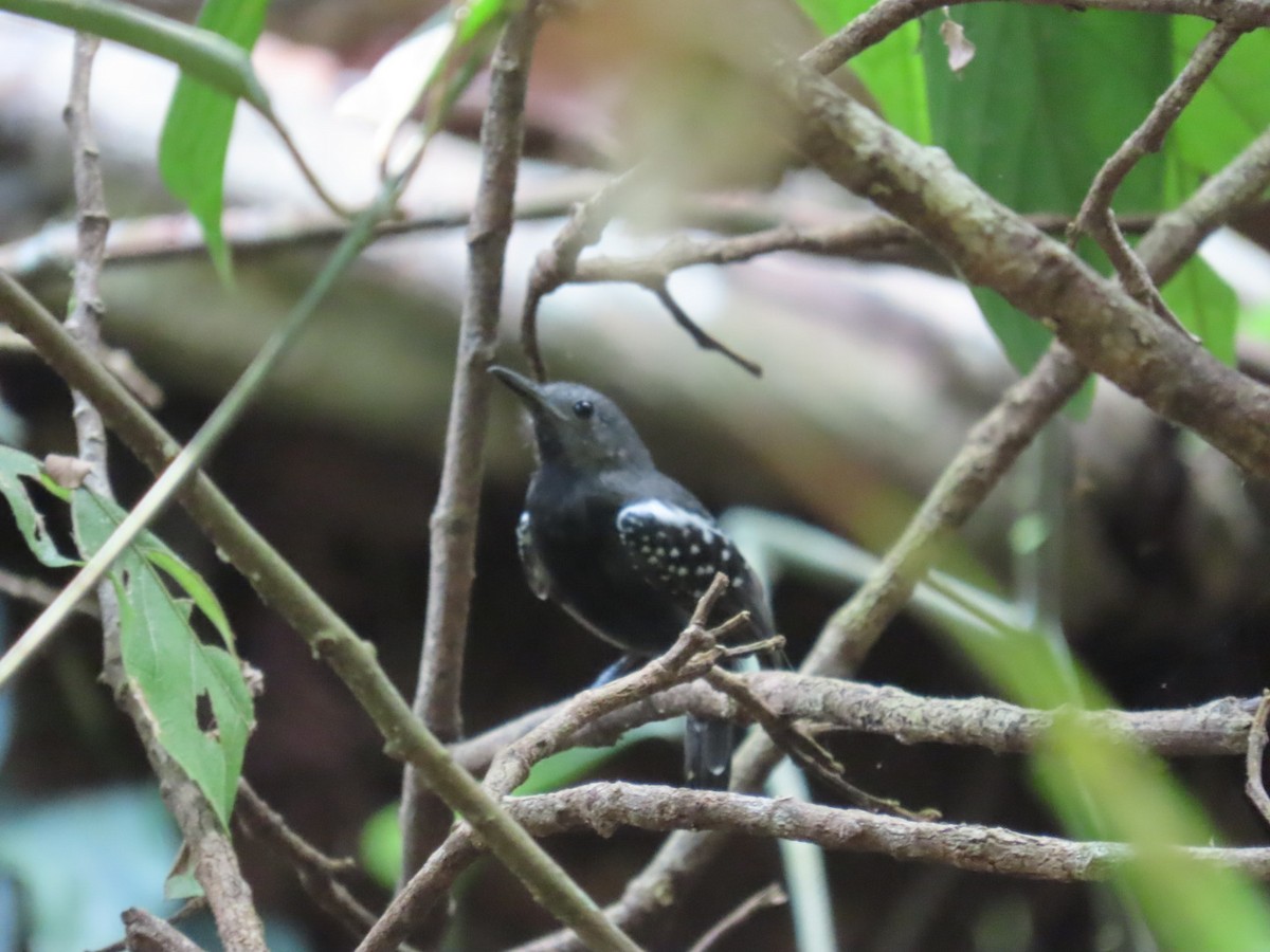 White-flanked Antwren - ML642263660