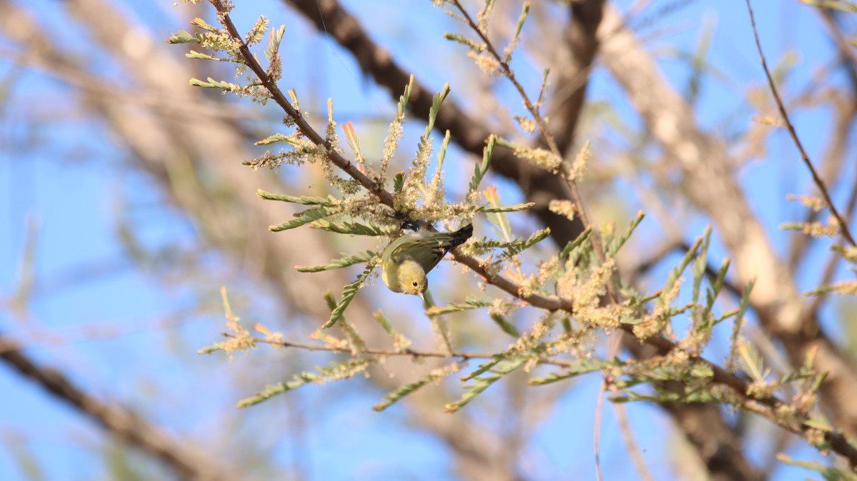 Fire-capped Tit - ML642263678