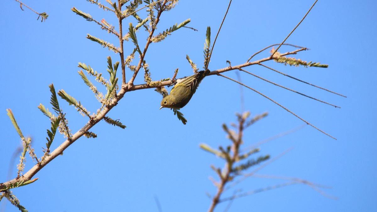 Fire-capped Tit - ML642263686