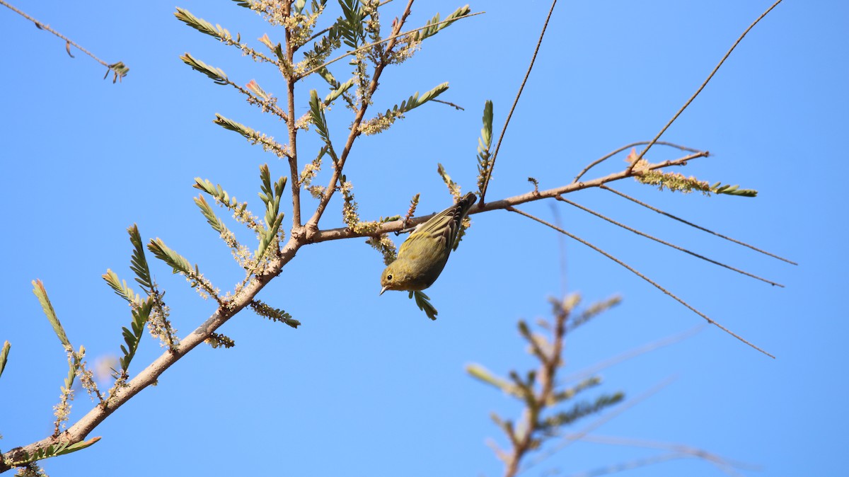 Fire-capped Tit - ML642263688
