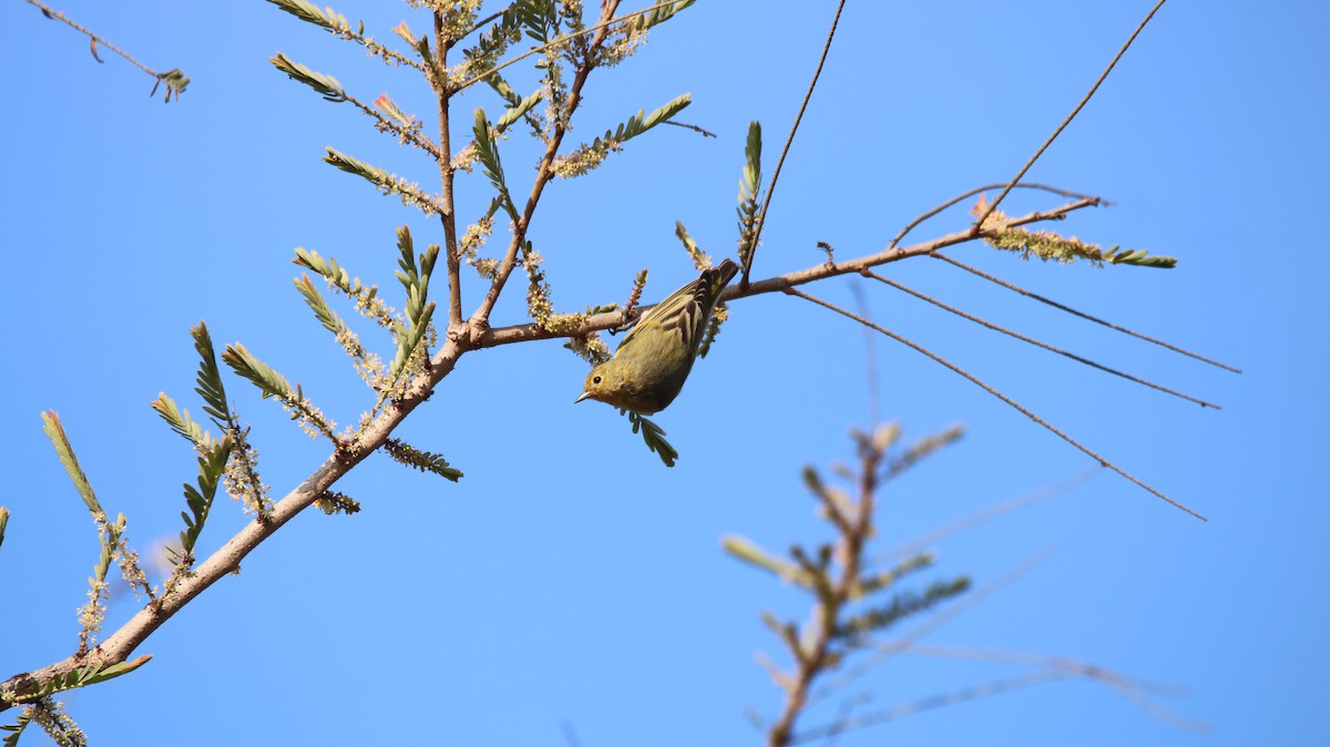 Fire-capped Tit - ML642263690