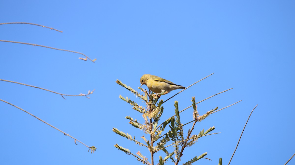 Fire-capped Tit - ML642263691