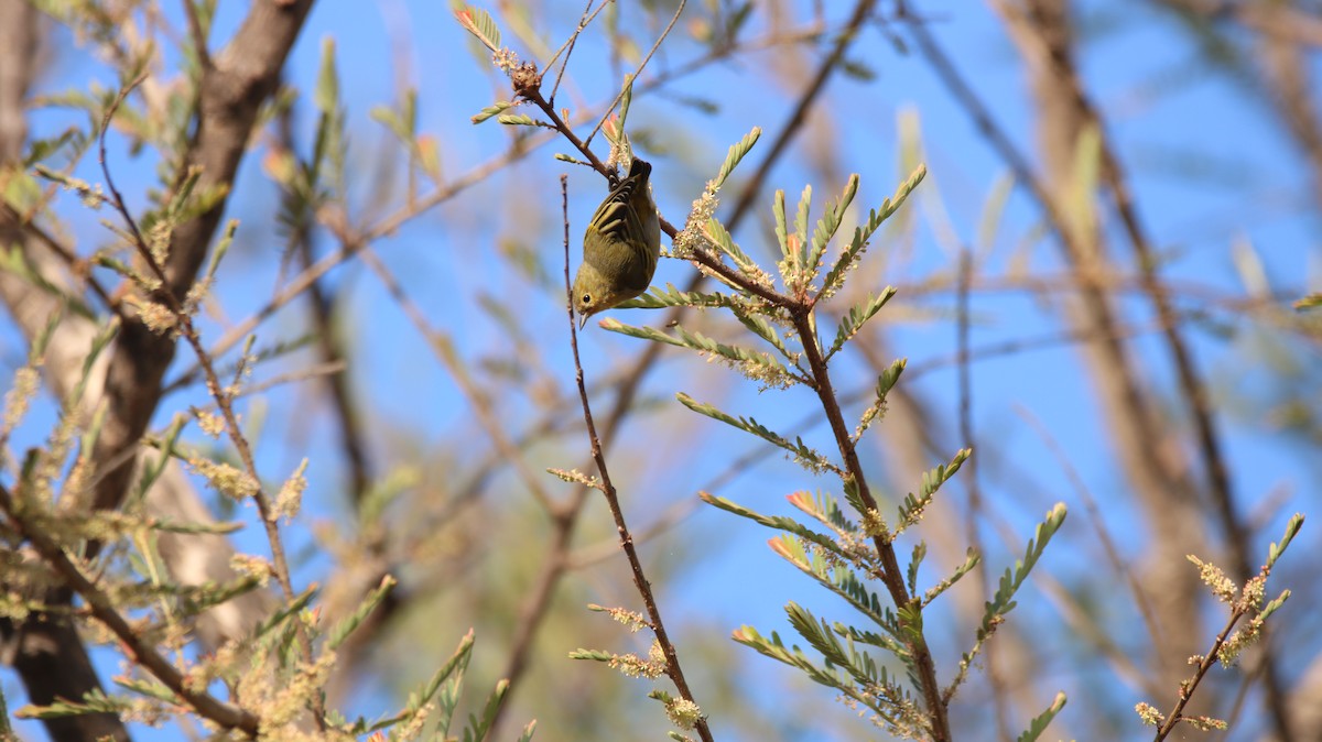 Fire-capped Tit - ML642263692