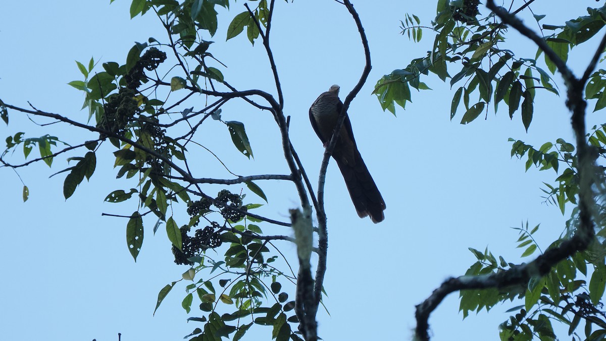 Sultan's Cuckoo-Dove (Sulawesi) - ML642263715