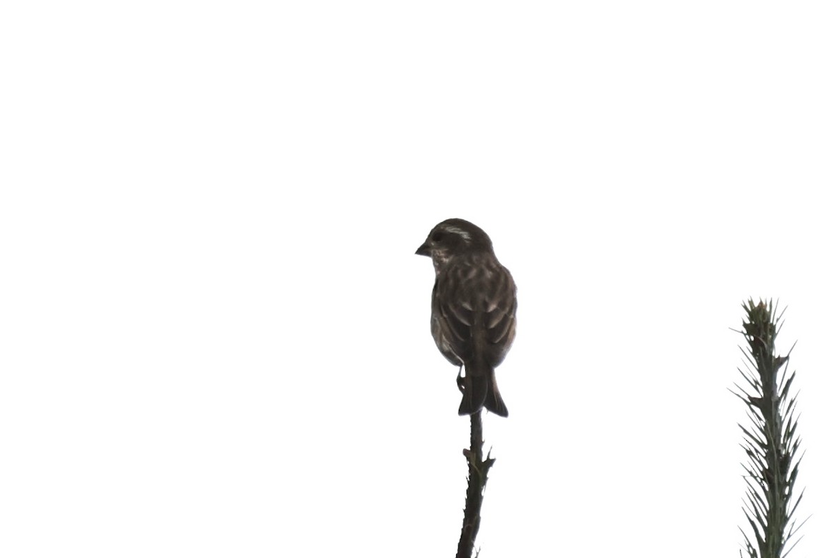 Purple Finch (Western) - ML642263736
