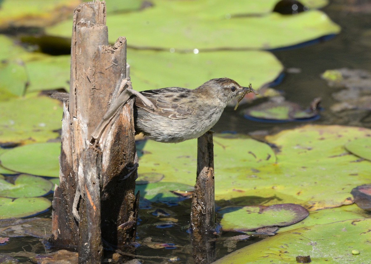 Little Grassbird - ML642263770