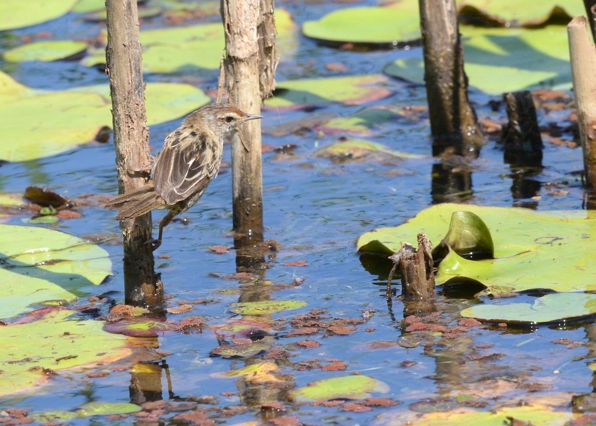 Little Grassbird - ML642263771