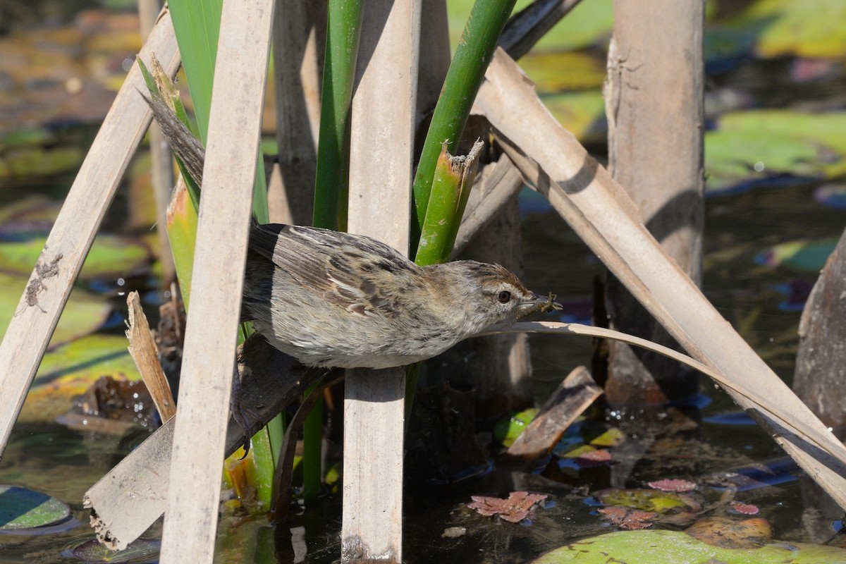 Little Grassbird - ML642263772