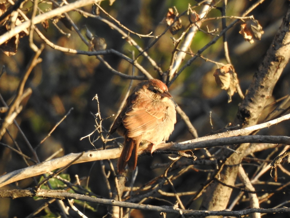Rufous-crowned Sparrow - ML642263773