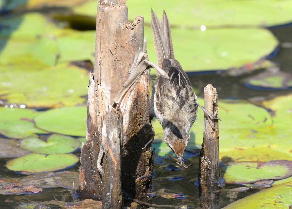 Little Grassbird - ML642263775