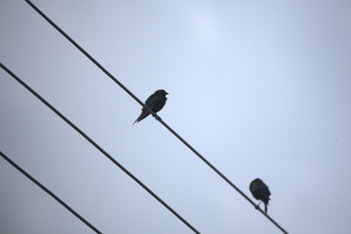 Bronzed Cowbird - ML642263799