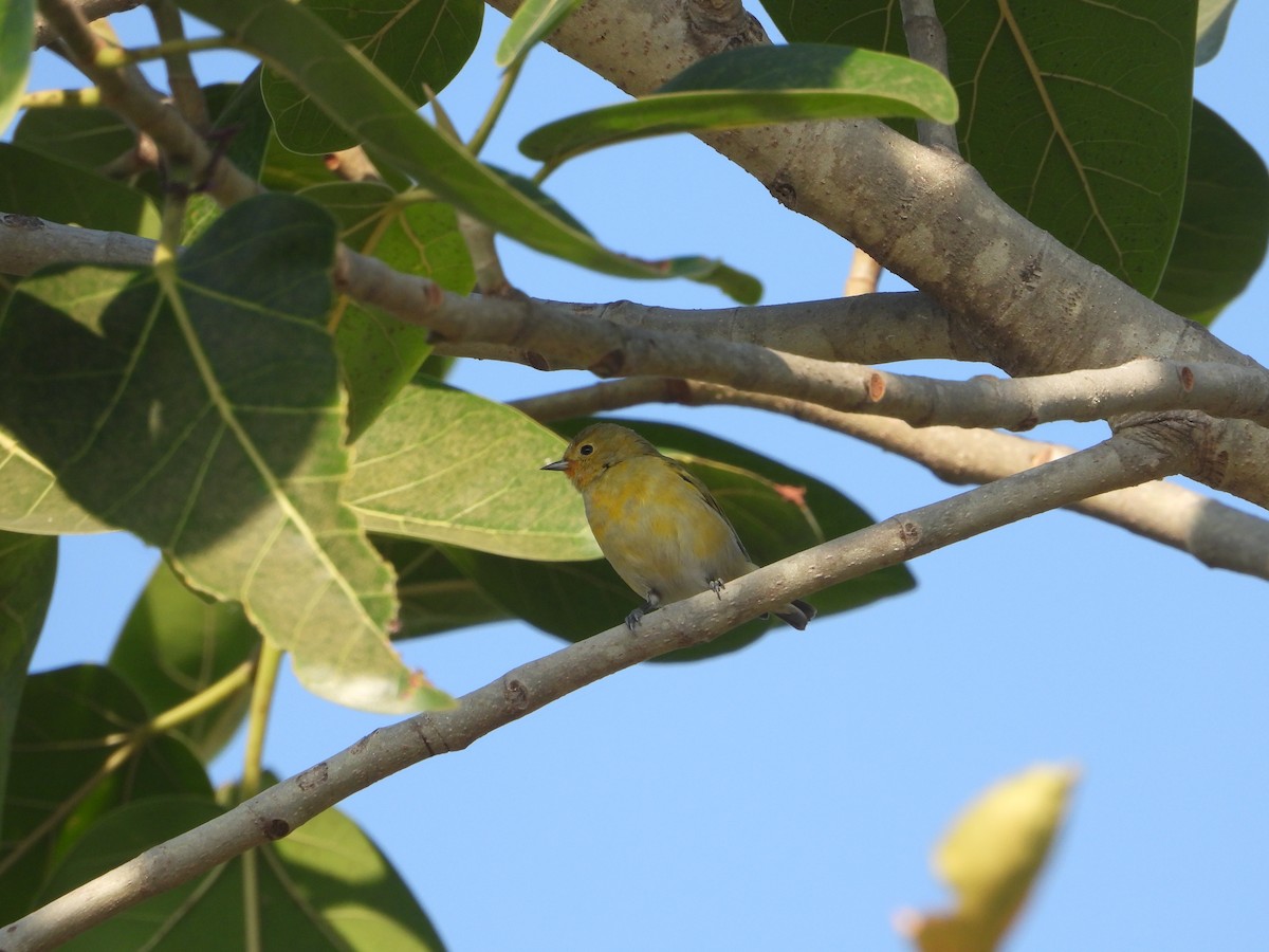 Fire-capped Tit - ML642263828