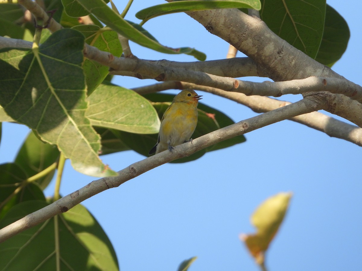 Fire-capped Tit - ML642263829