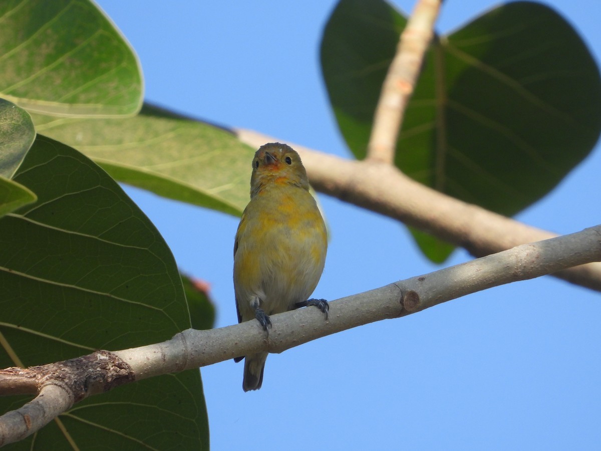 Fire-capped Tit - ML642263830